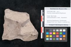 Foto (Objekt + Etikett) von Dryandra comptoniaefolia Ettingshausen (NHMW-GEO-2024-0188-10184)